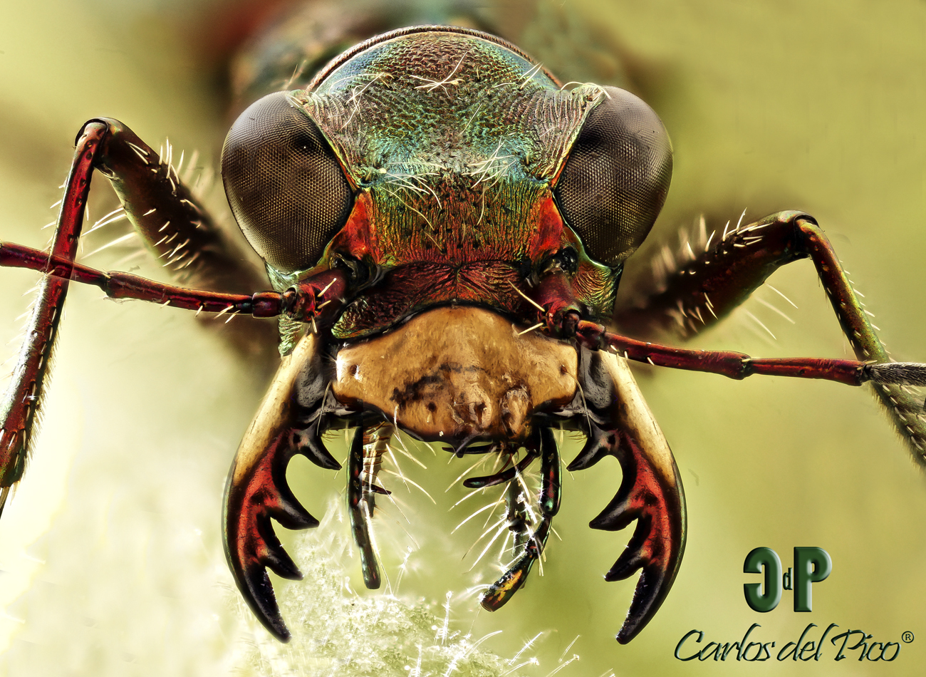 Cicindela maroccana