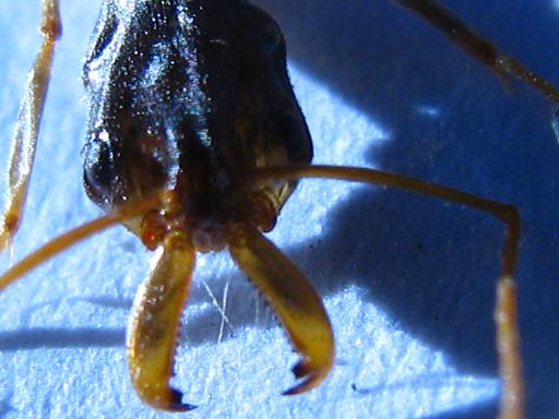 odontomachus
