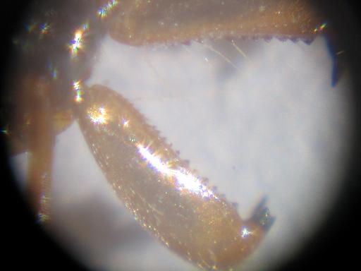 odontomachus2