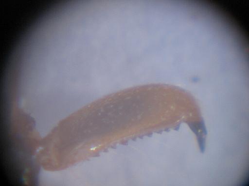 odontomachus3