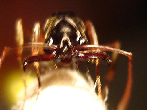 odontomachus8