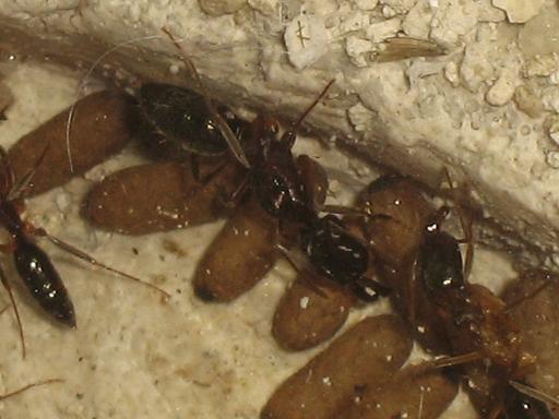 odontomachus11