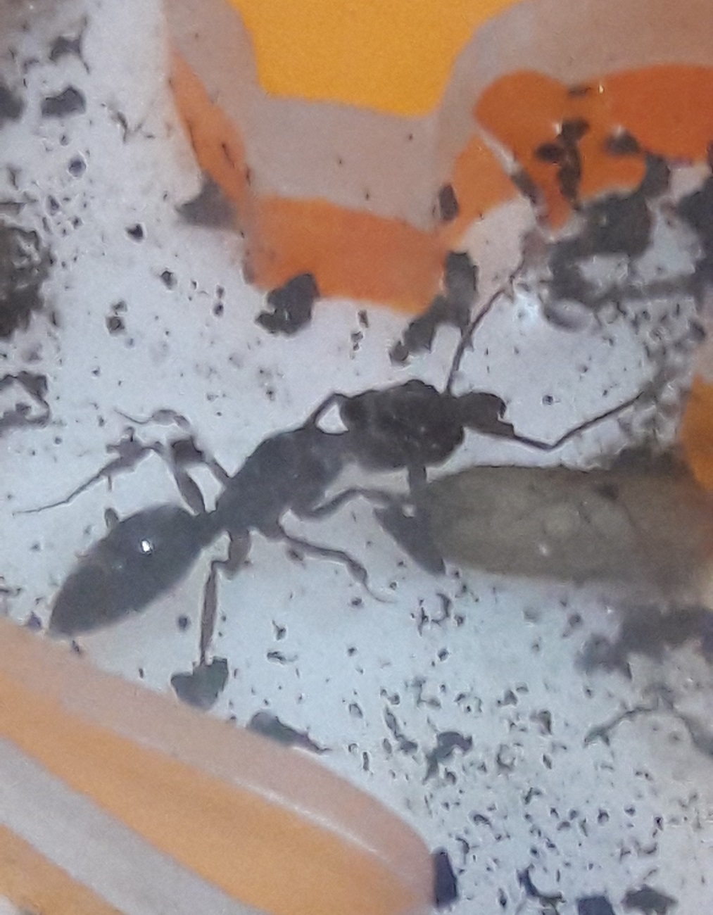 odontomachus con capullo