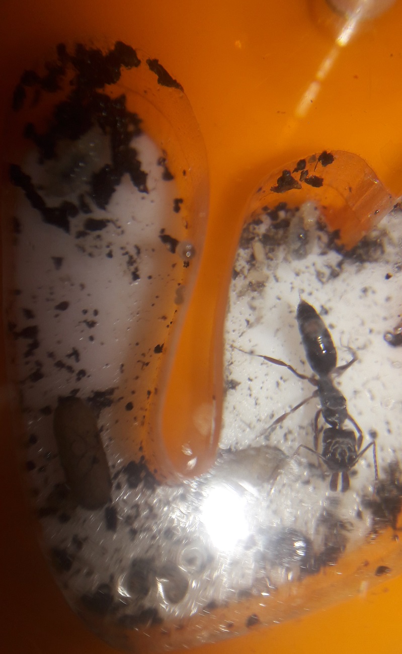 odontomachus