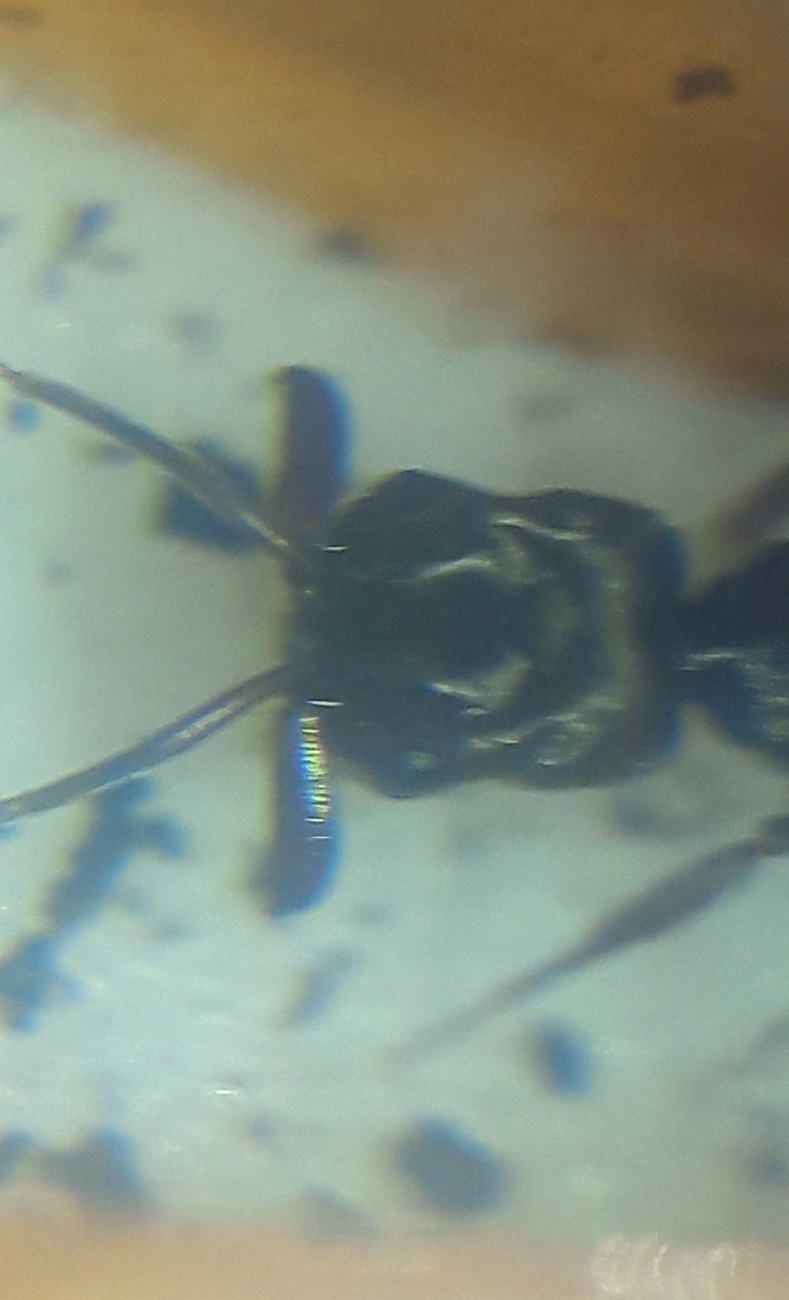 odontomachus