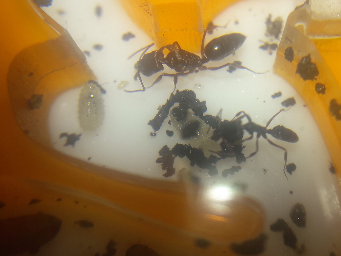 odontomachus