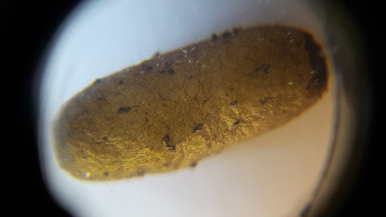 odontomachus