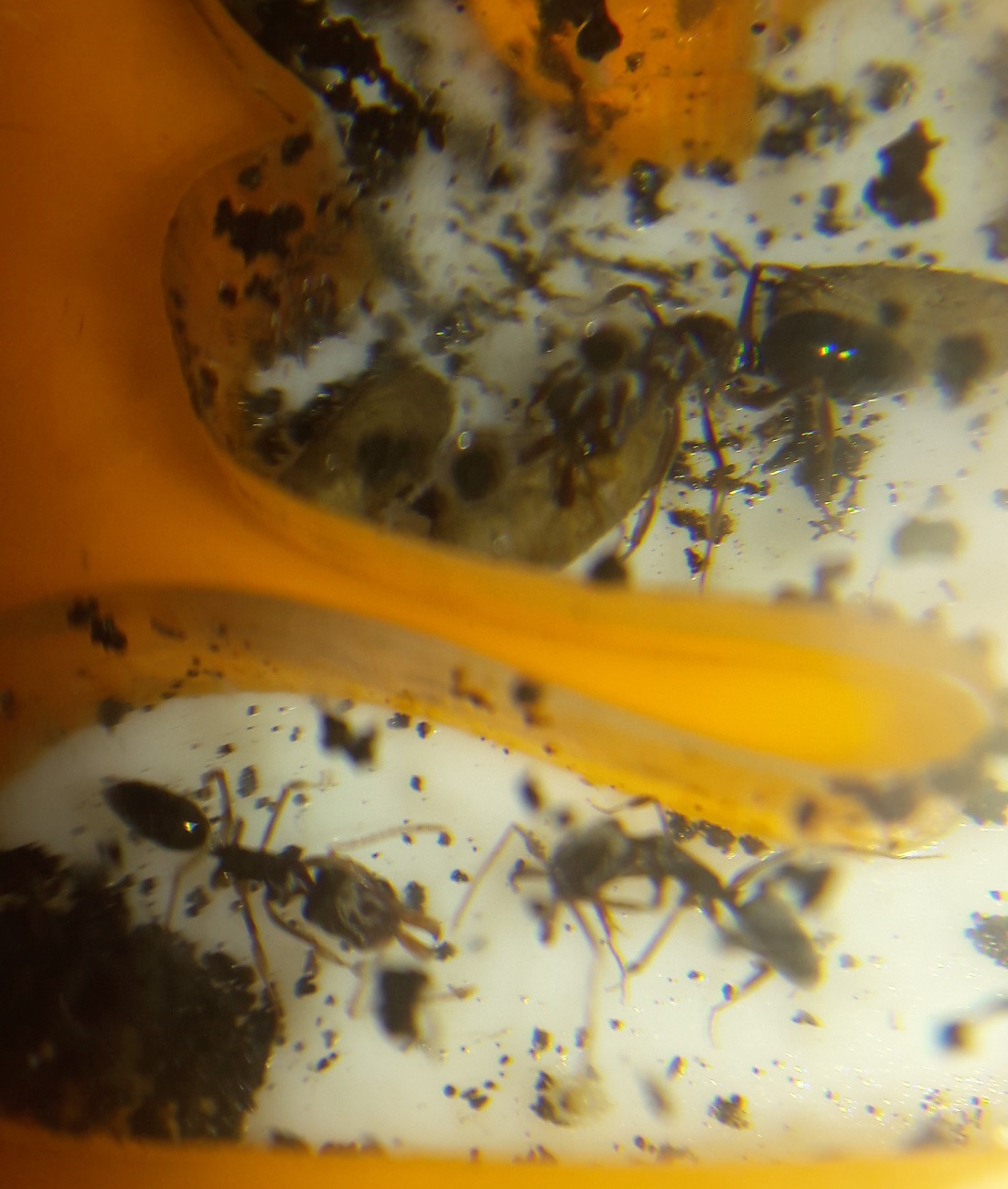 odontomachus