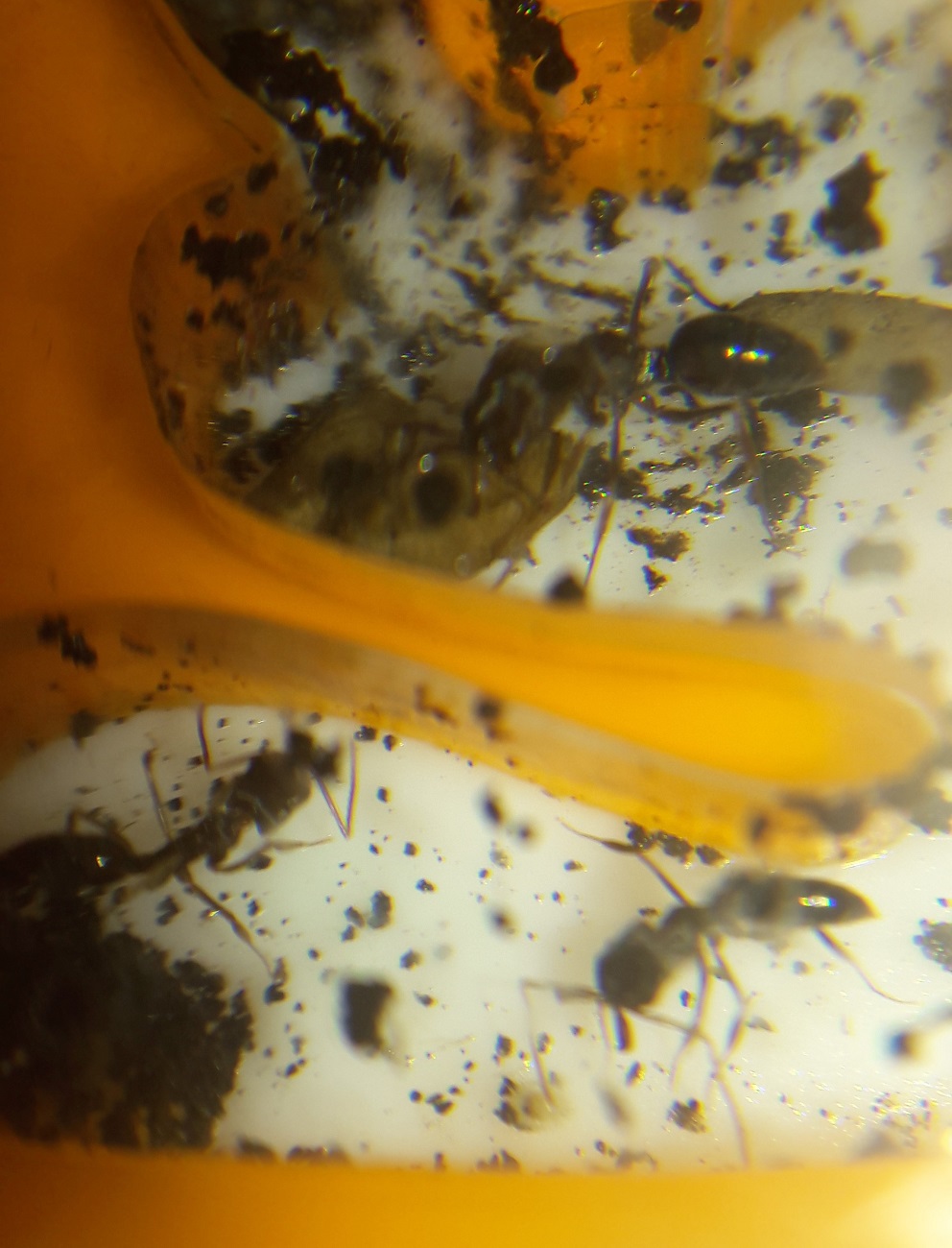 odontomachus