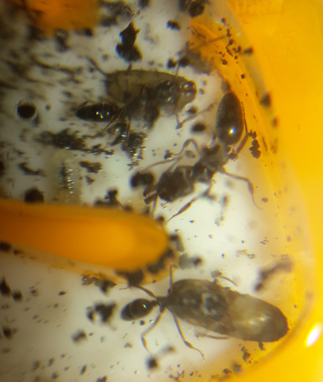 odontomachus