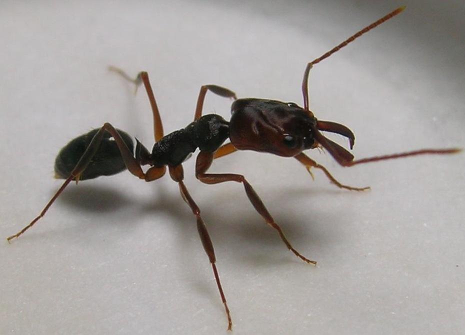 odontomachus  sp