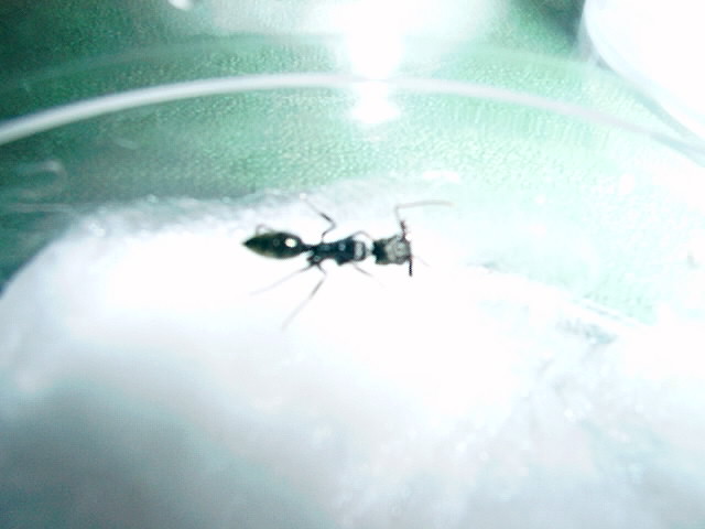 odontomachus