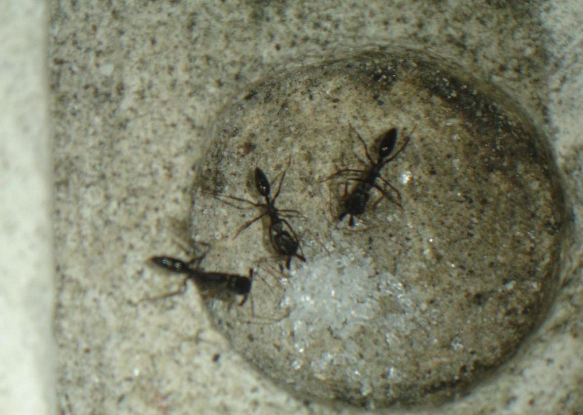 3 obreras recojiendo azucar