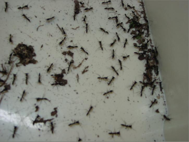 Marabunta de  Odontomachus