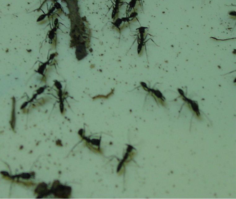 maranunta de odontomachus