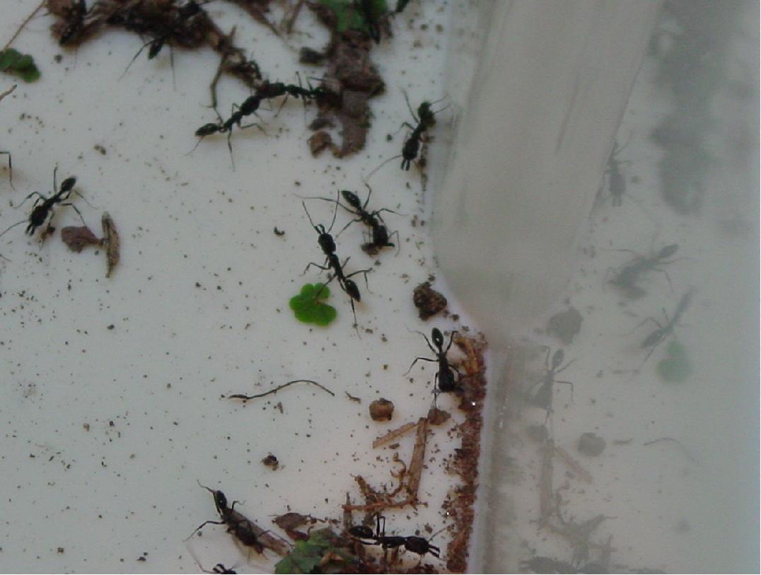 maranunta de odontomachus