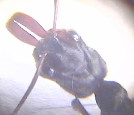 Ondontomachus haematodus