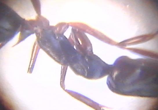 Ondontomachus haematodus