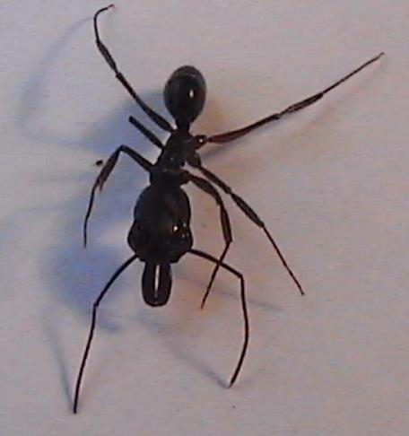 Ondontomachus haematodus