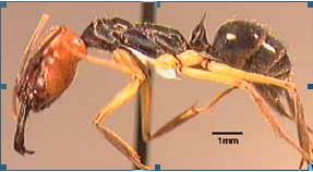 Esmeril  del erythrocephalus de Odontomachus