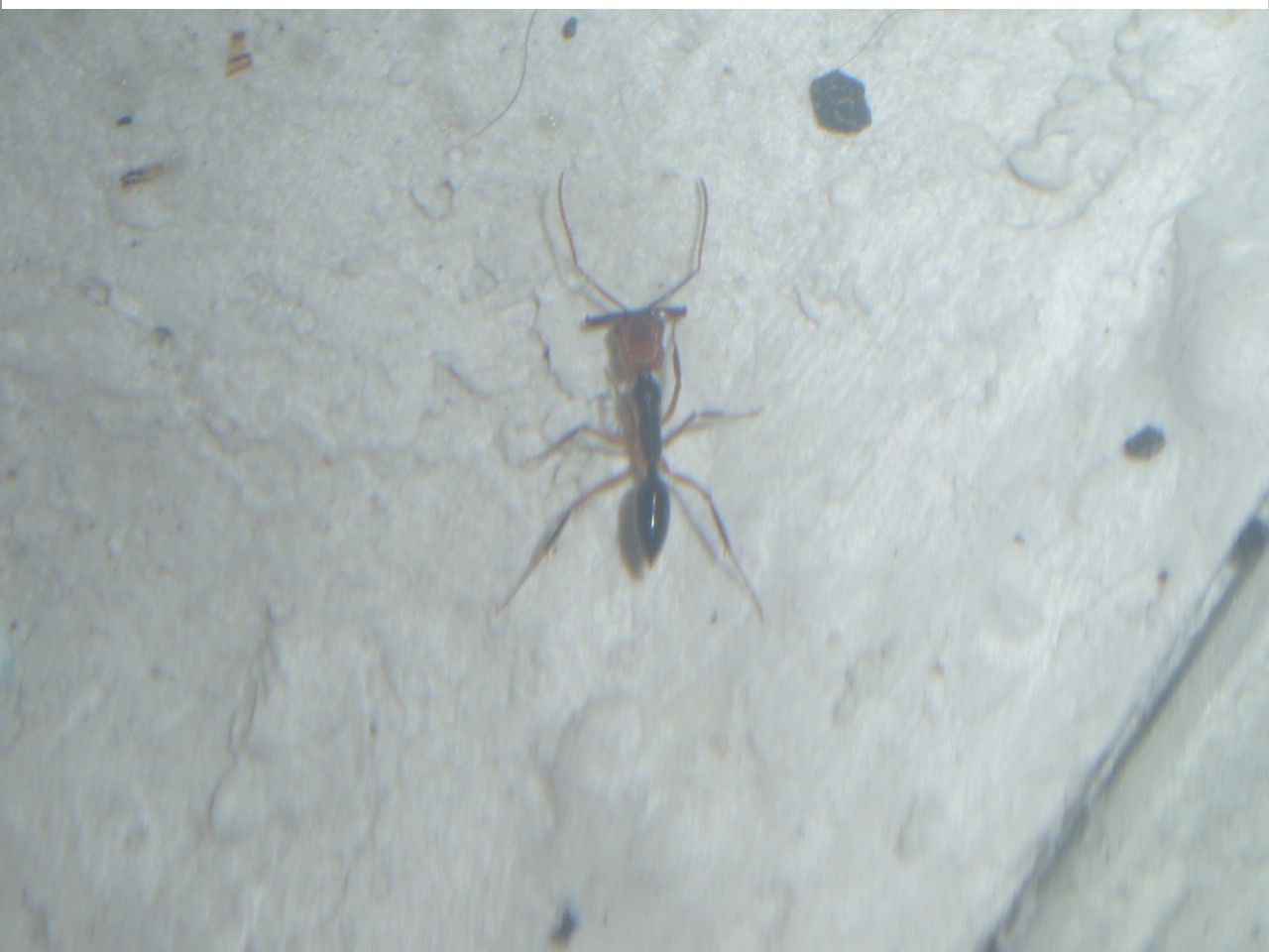 Odontomachus E.