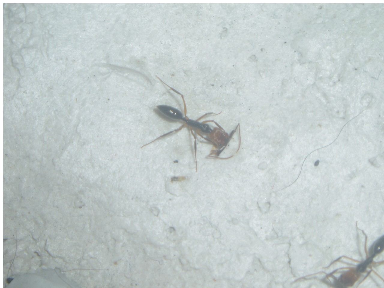 Odontomachus E. 2