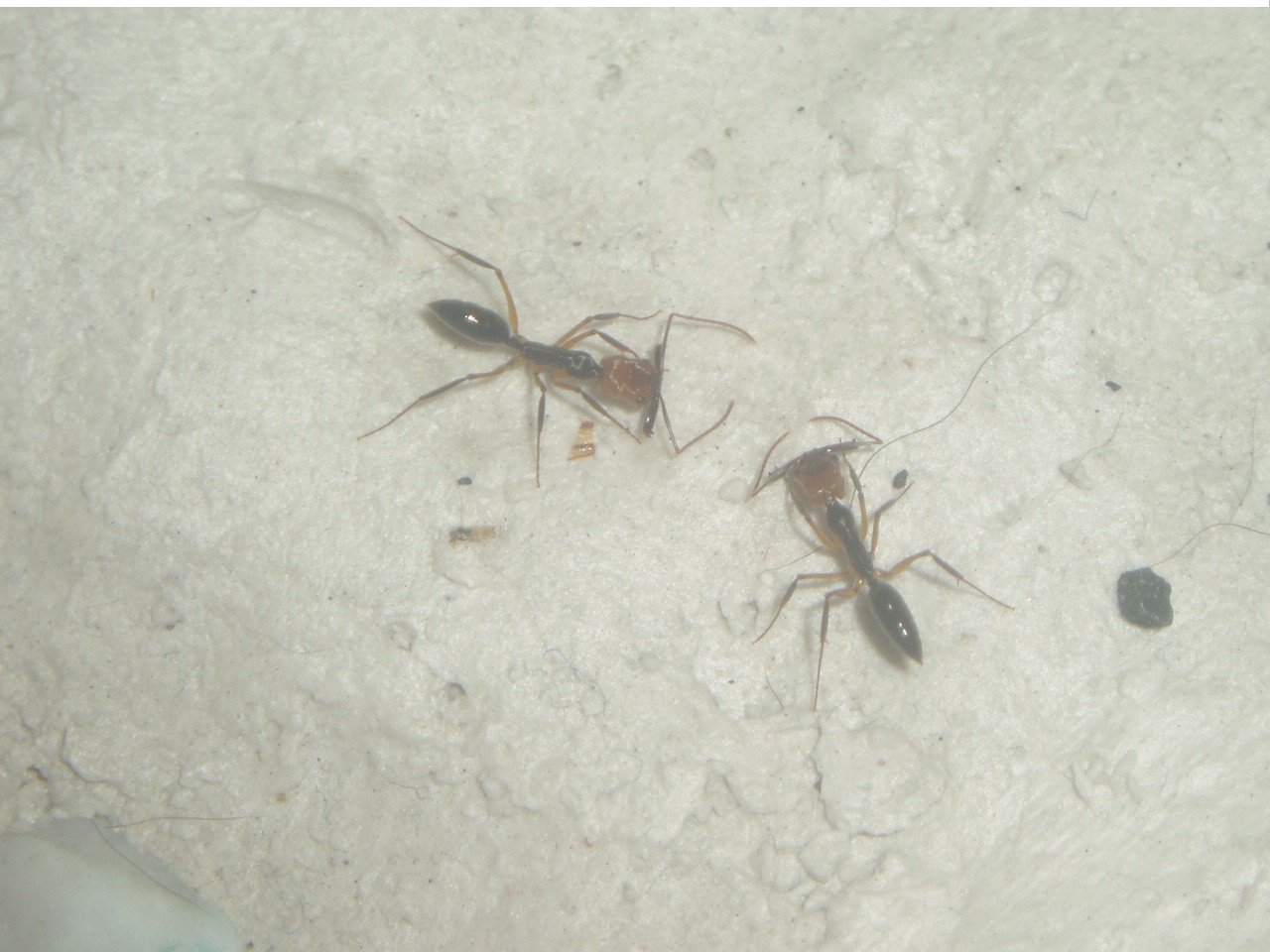 Odontomachus E. 3