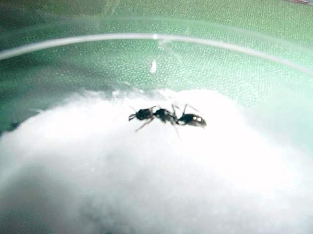 odontomachus