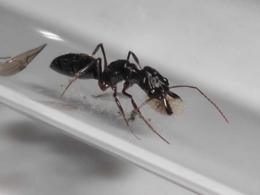 Reina de Odontomachus