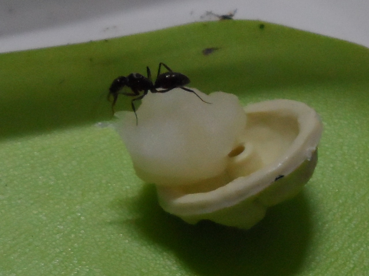 Reina de Odontomachus