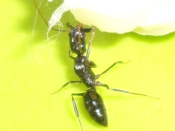 Reina de Odontomachus