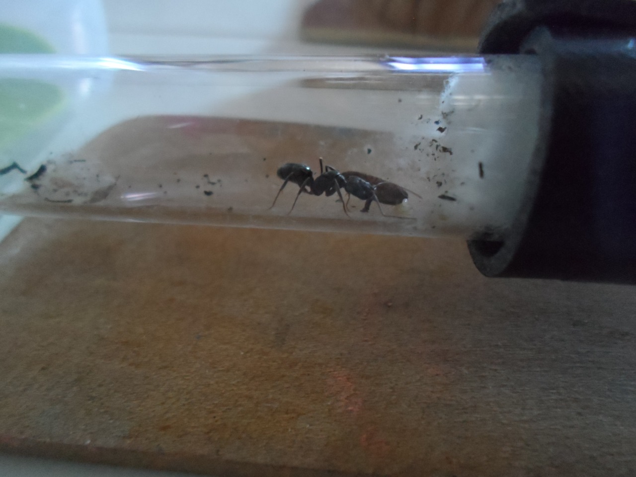 Reina de Odontomachus