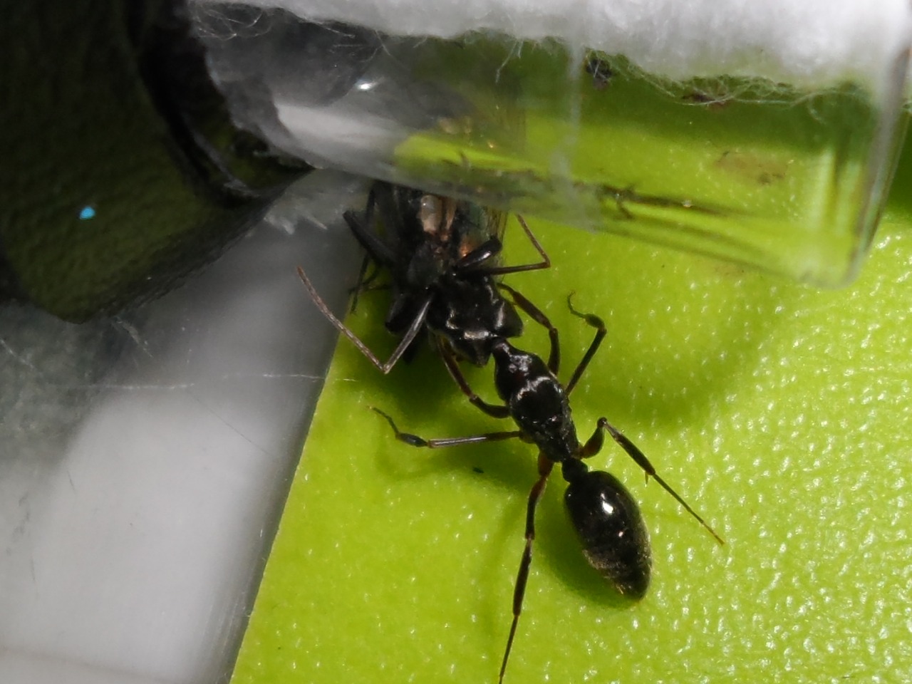 Reina de Odontomachus