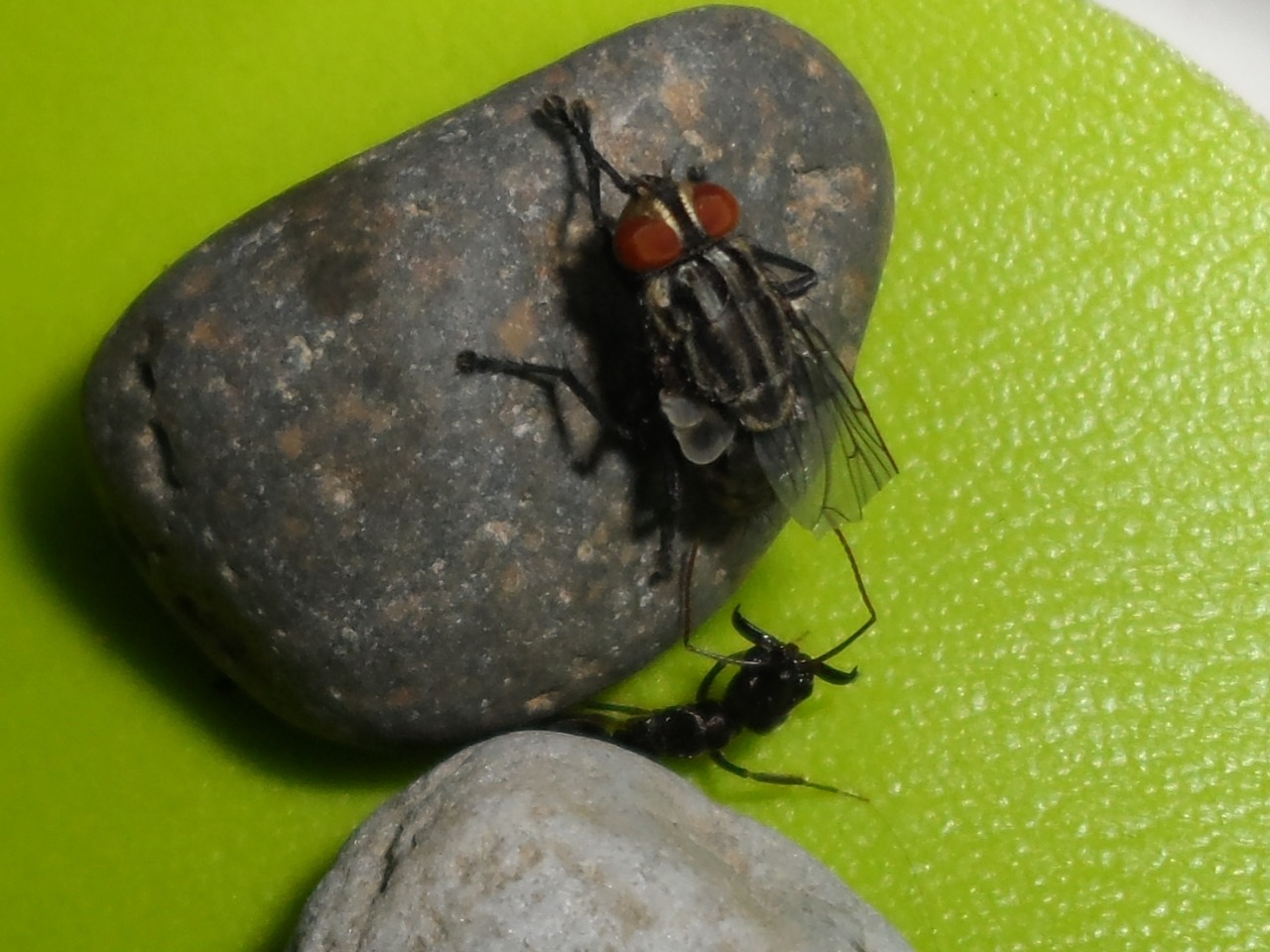 Reina de Odontomachus