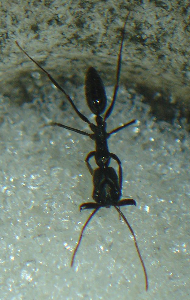 Odontomachus en azucar wilcas