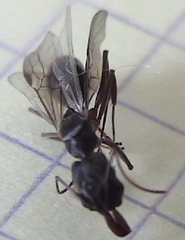 Odontomachus hembra