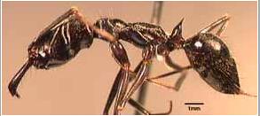 Opaciventris Forel  de Odontomachus