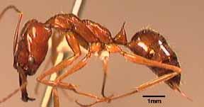 Panamensis Forel de Odontomachus
