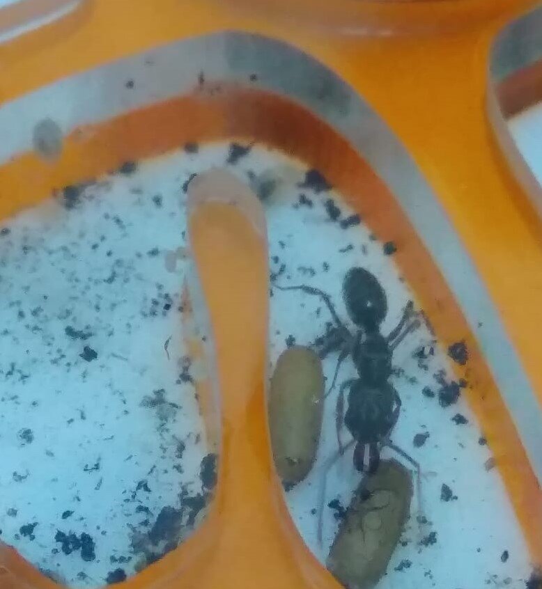 odontomachus con capullos