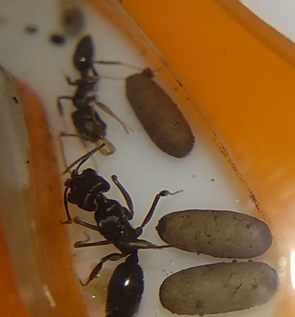 odontomachus