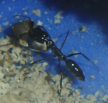 Odontomachus carga. wilcas