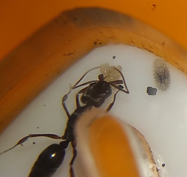 odontomachus