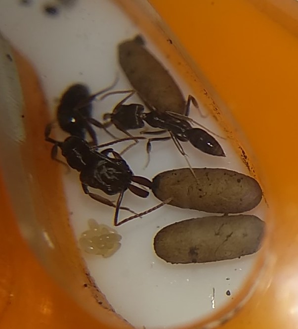 odontomachus