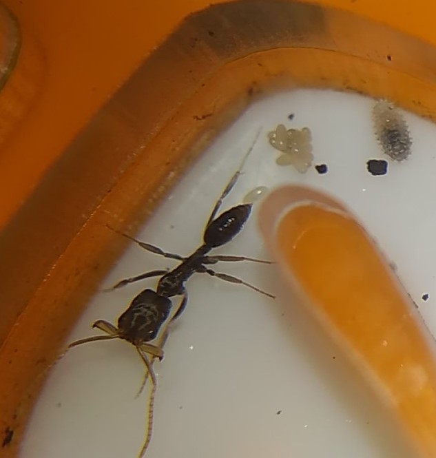 odontomachus