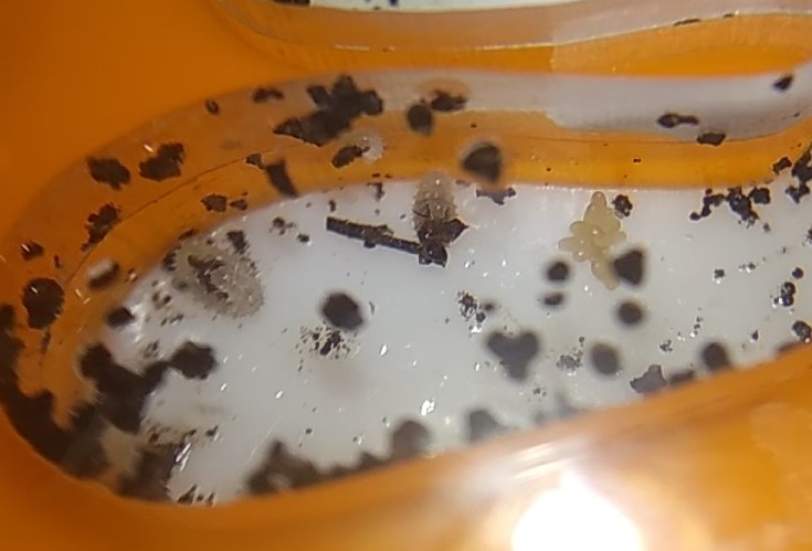 odontomachus