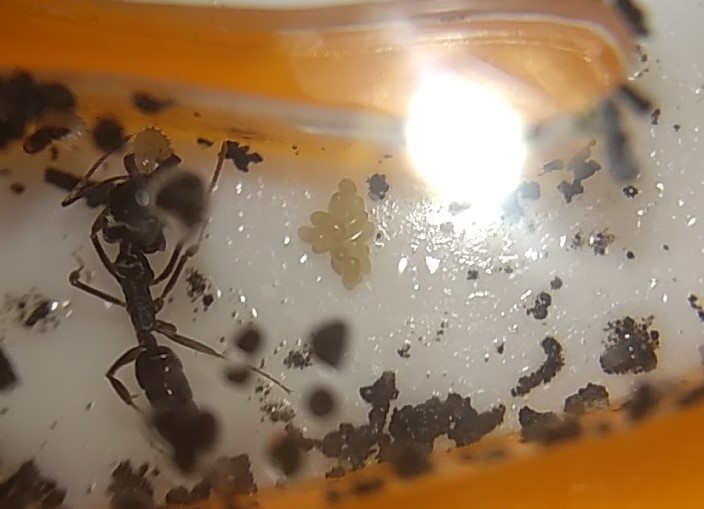 odontomachus
