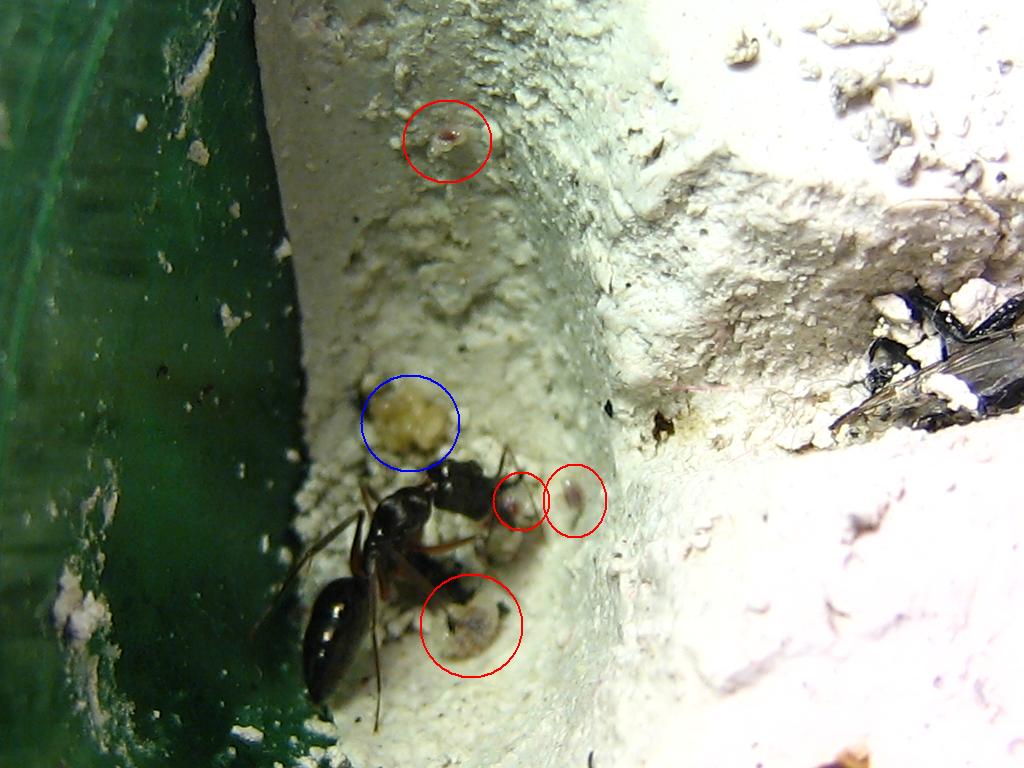 odontomachus