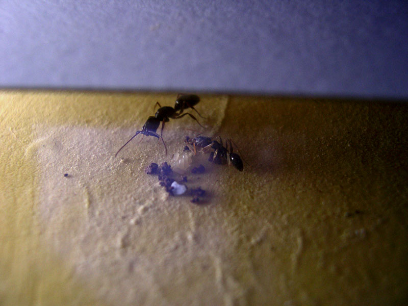 Odontomachus