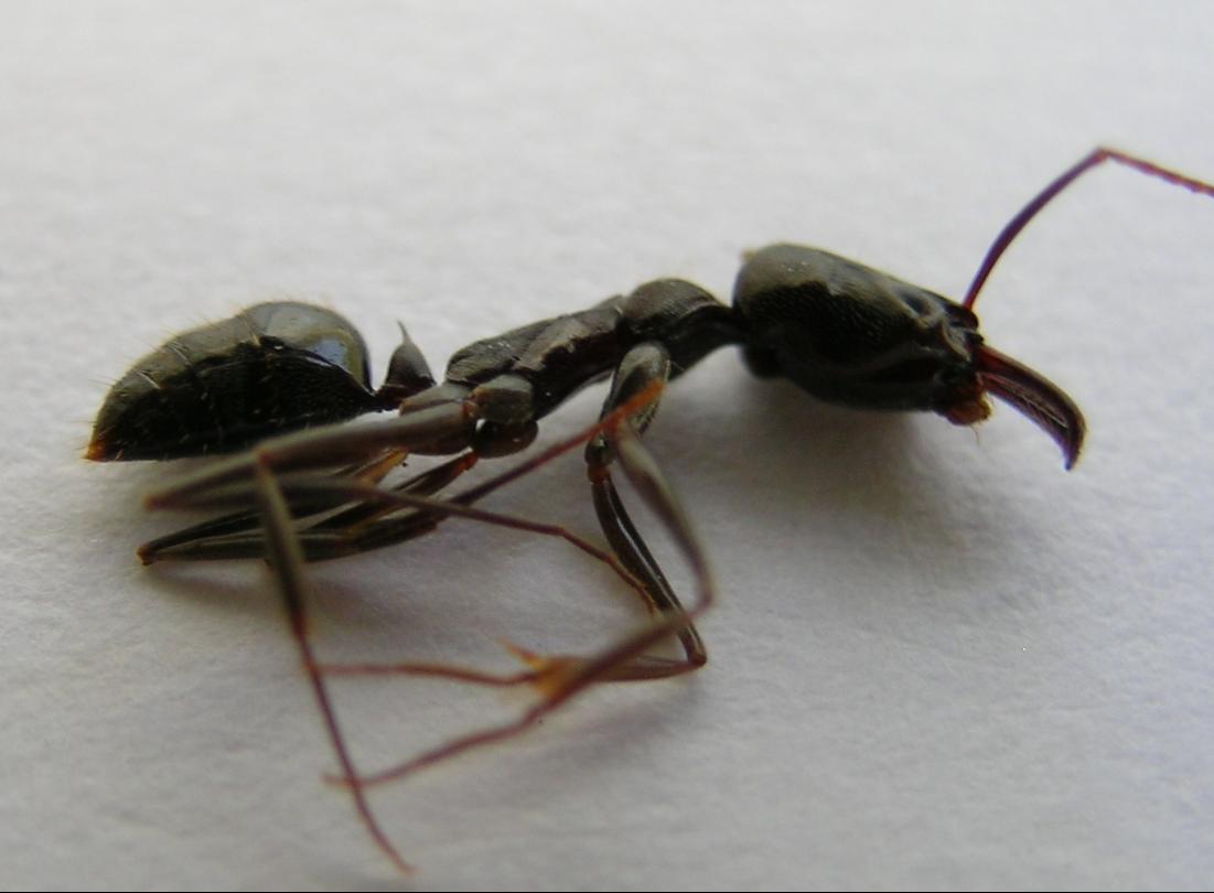 odontomachus 2