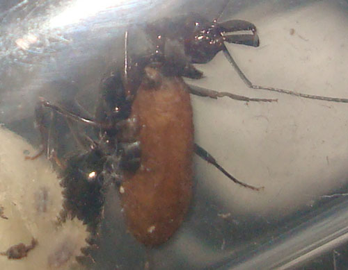 pupa de mi reina